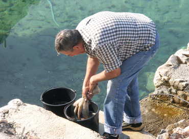 Onkel Zvonko beim Waschen der Kraken an der Mole