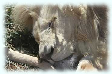 Kopf eines dösenden weißen Löwenmännchens am Straßenrand