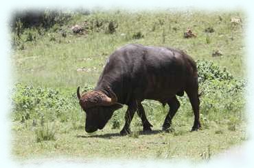 Grasender Afrikanischer Büffel (African or Cape Buffalo, Syncerus caffer)