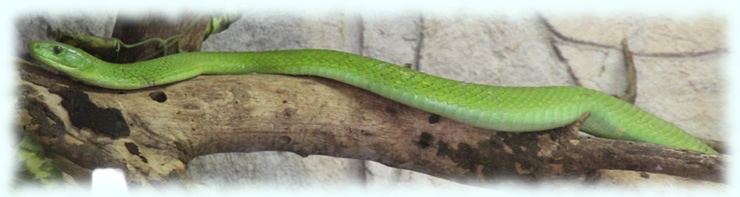Eine Grüne Mambe (Western green mamba, Dendroaspis viridis) liegt auf einem Ast im Terrarium