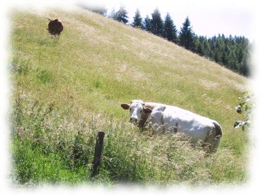 Kuh auf der Alm