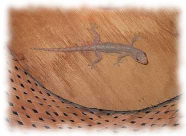 Der Liebling aller Frauen: ein Gecko