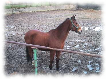 Braunes Pferd in der Koppel von Fam. Inghofer