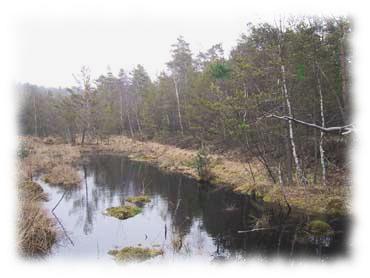 Hochmoor