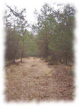 Waldweg durch das Hochmoor