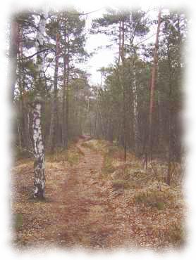 Waldweg durch das Hochmoor