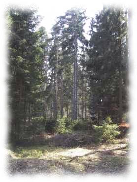 Blick in den Wald