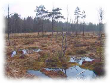 Blick über das Moor