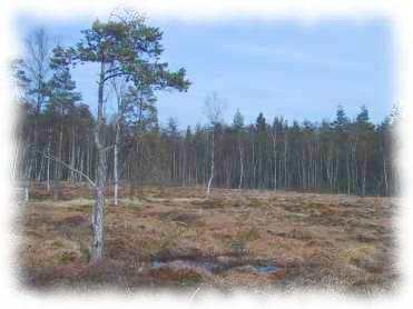 Blick über das Moor