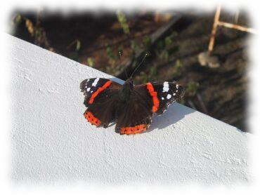 Schmetterling