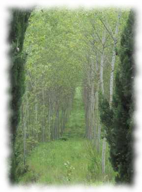 Pflanzung von Birkenbäumen Birkenbaumpflanzung