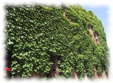 Efeubewachsene Hausmauer