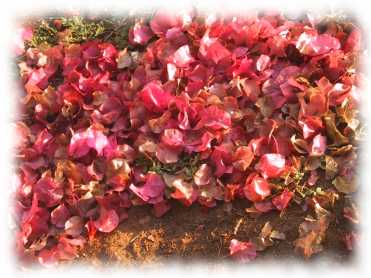 getrocknete Blüten bei Sonnenuntergang