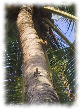 Eidechse auf einer Palme