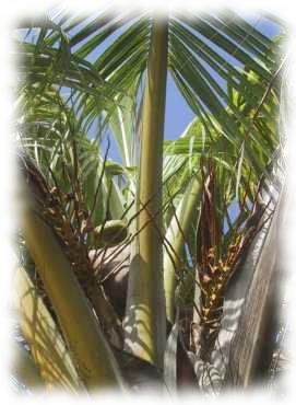 Rispen der Kokospalme