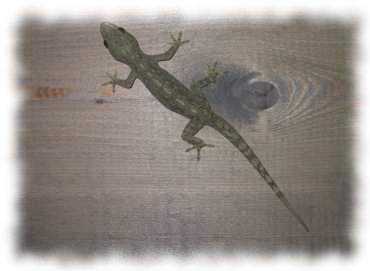 Gecko auf der Hausmauer