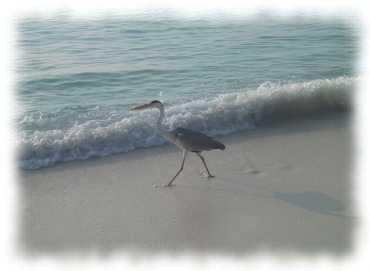 Reiher am Strand