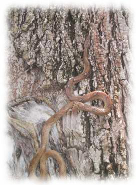 Schlange an einem Baumstamm