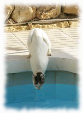 Katze am Pool trinkend
