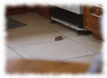 Maus in der Küche nach Fressen suchend