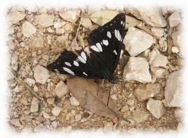 Schmetterling