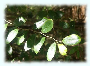 Blatt des Manchineel Tree