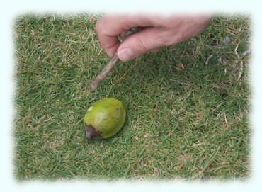 Frucht des Manchineel Tree