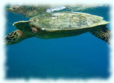Unterwasseraufnahme einer Karrettchildkröte von der Seite