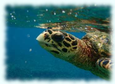 Unterwasseraufnahme des Kopfes einer Karrettschildkröte