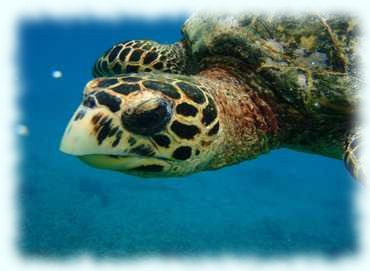 Unterwasseraufnahme des Kopfes einer Karrettschildkröte