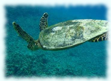 Unterwasseraufnahme einer Karrettchildkröte von der Seite