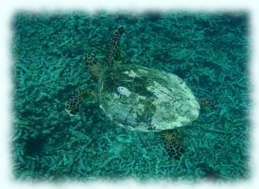 Unterwasseraufnahme einer Karrettchildkröte von oben