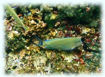Unterwasserphoto eines Imperator-Kaiserfisches, der vor allem durch seine gelb-blauen Längsstreifen auffällt