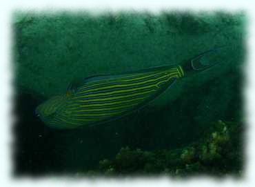 Unterwasserphoto eines Blaustreifen-Doktorfisches