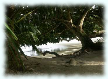 Strand mit Flora an der Anse Lazio