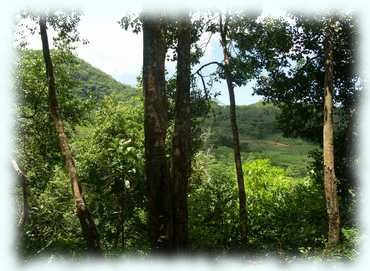 Blick auf den Regenwald auf den Hügeln von Mahé