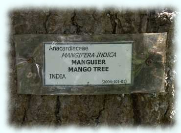 Schild für einen Mangobaum