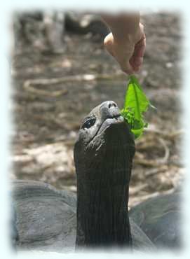 Landschildkröte wird mit einem Blatt gefüttert