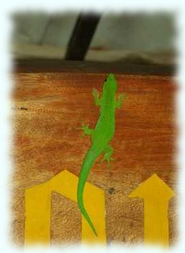 Giftgrüner Gecko auf dem Schild zum Restaurant Tournesol