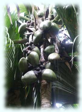 Blüten und Früchte der weiblichen Coco de Mer