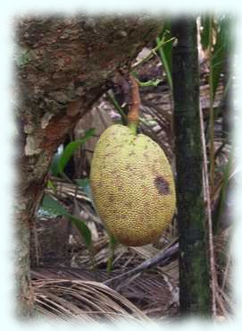 Die Jackfrucht am Stamm des Baumes