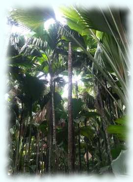 Palmenurwald