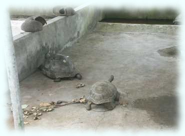 Junge Landschildkröten in einem kargen Käfig