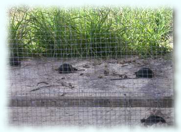 Ganz junge Landschildkröten in einem großzügigen Käfig
