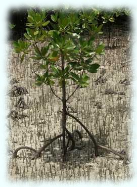 junge Mangrove etwas größer im Sandboden