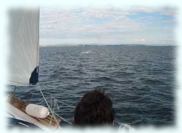 Wasser peitscht durch die Jage der Thunfische auf unserer Backbordseite auf (c) Tom