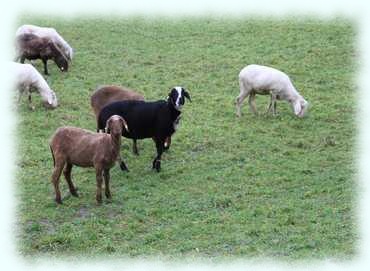 Schafe auf derWeider