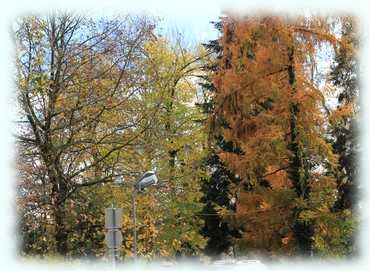 verschiedenfarbig verwelkte Laubbäume in einem Park