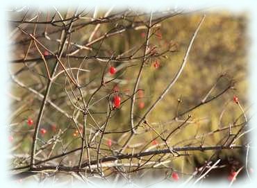 Beeren an einem laublosen Strauch