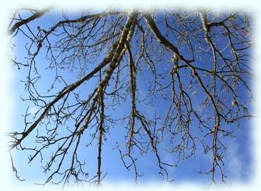 Laublose Baumkrone gegen den Himmel photographiert